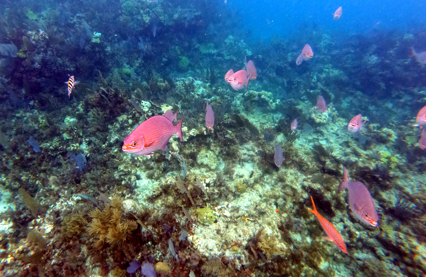 John Pennekamp Coral Reef State Park - Key Largo FL