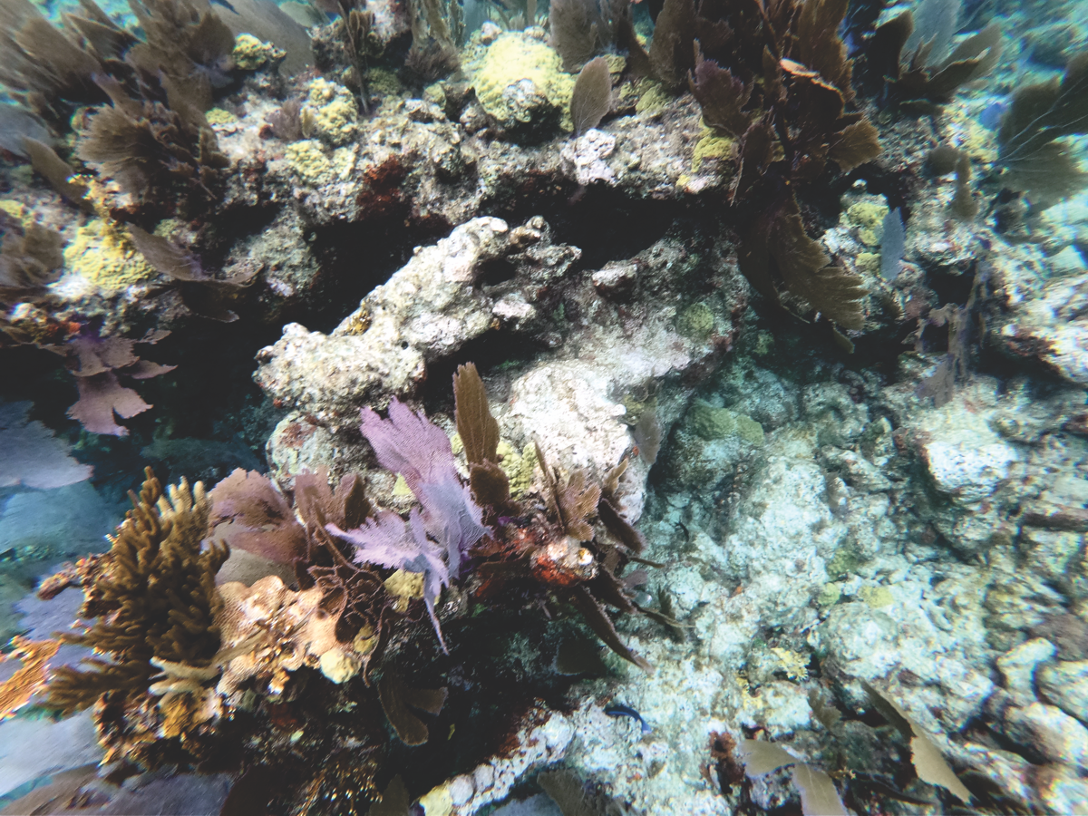 John Pennekamp Coral Reef State Park - Key Largo FL
