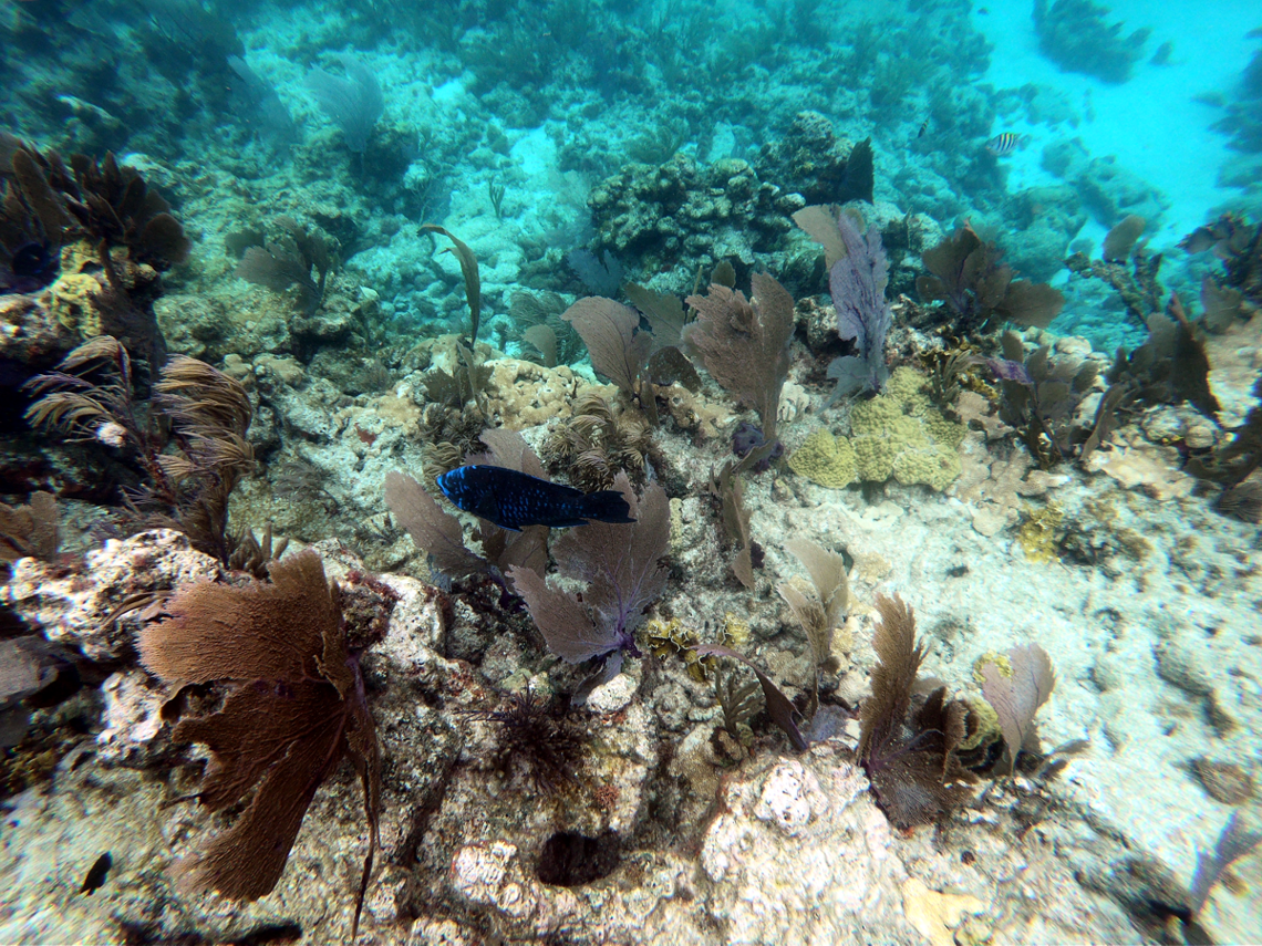 John Pennekamp Coral Reef State Park - Key Largo FL