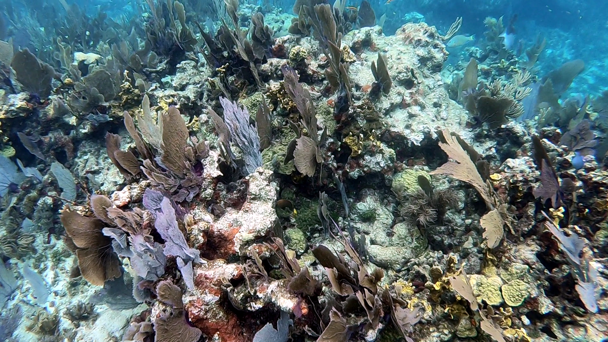 John Pennekamp Coral Reef State Park - Key Largo FL