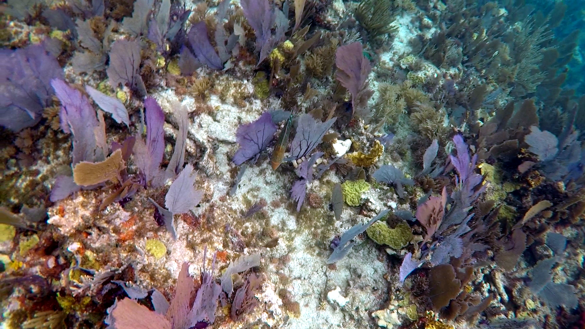 John Pennekamp Coral Reef State Park - Key Largo FL