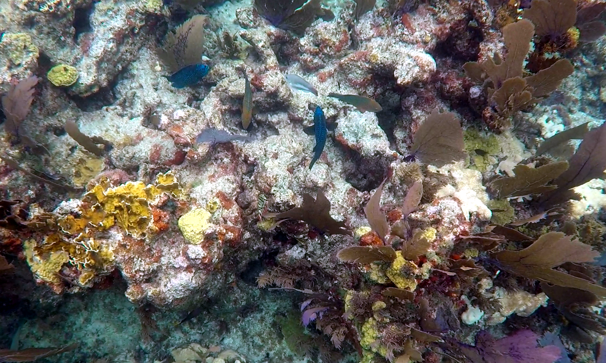 John Pennekamp Coral Reef State Park - Key Largo FL