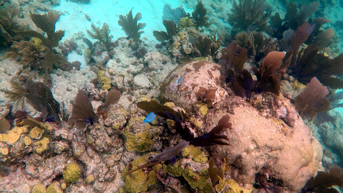 John Pennekamp Coral Reef State Park - Key Largo FL