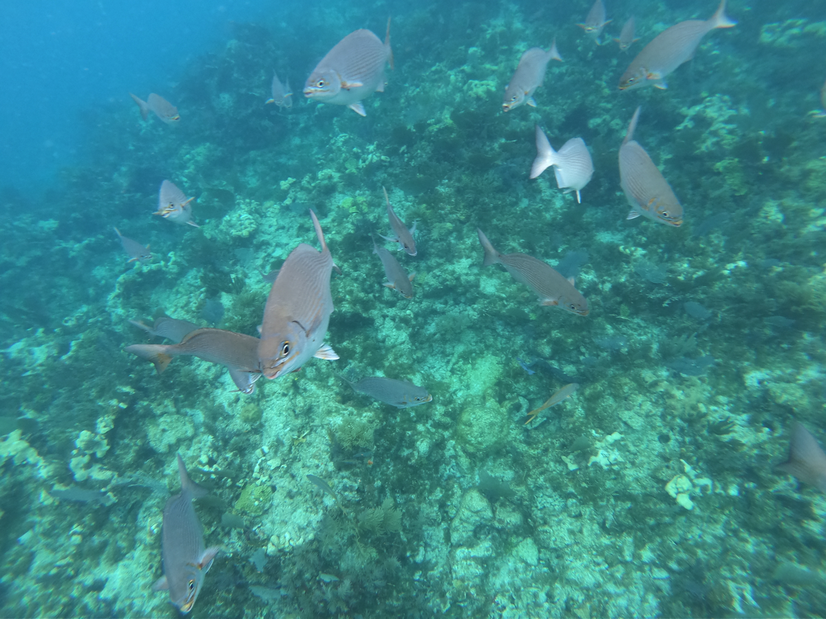 Key Largo Dry Rocks reef, coral
