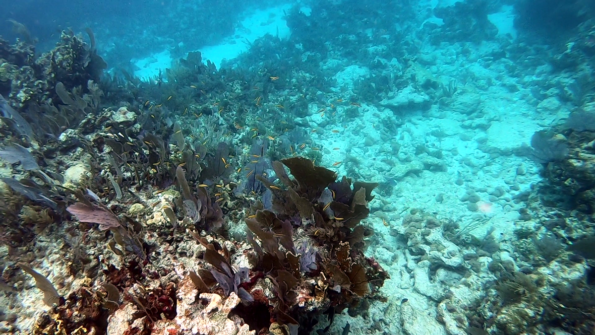 Key Largo Dry Rocks reef, coral