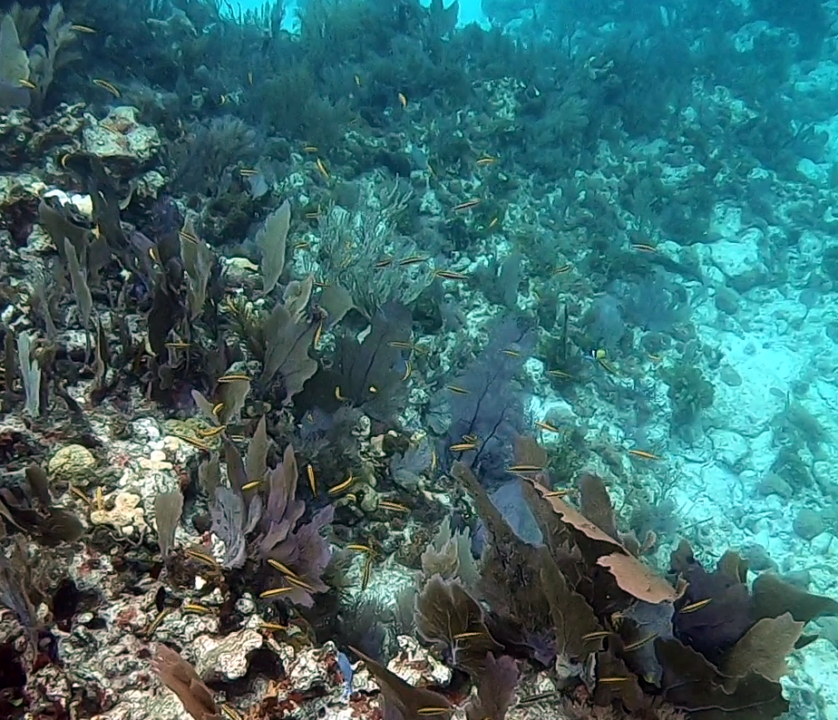 Key Largo Dry Rocks reef, coral