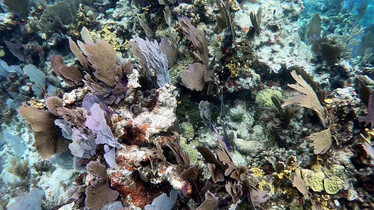 Key Largo Dry Rocks reef, coral