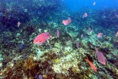 John Pennekamp Coral Reef State Park - Key Largo FL
