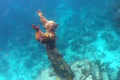 John Pennekamp Coral Reef State Park - Key Largo FL