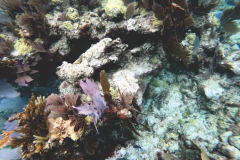 John Pennekamp Coral Reef State Park - Key Largo FL