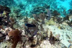 John Pennekamp Coral Reef State Park - Key Largo FL
