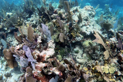 John Pennekamp Coral Reef State Park - Key Largo FL