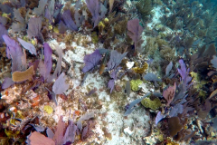 John Pennekamp Coral Reef State Park - Key Largo FL