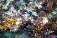 John Pennekamp Coral Reef State Park - Key Largo FL