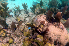 John Pennekamp Coral Reef State Park - Key Largo FL
