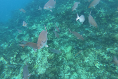 Key Largo Dry Rocks reef, coral