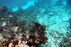 Key Largo Dry Rocks reef, coral
