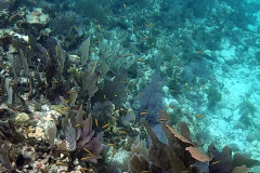 Key Largo Dry Rocks reef, coral