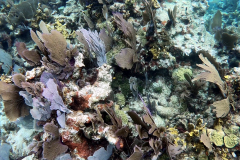 Key Largo Dry Rocks reef, coral