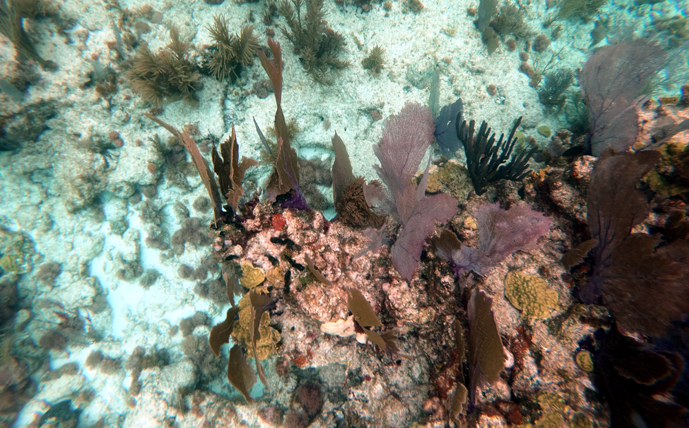 Diver Tales