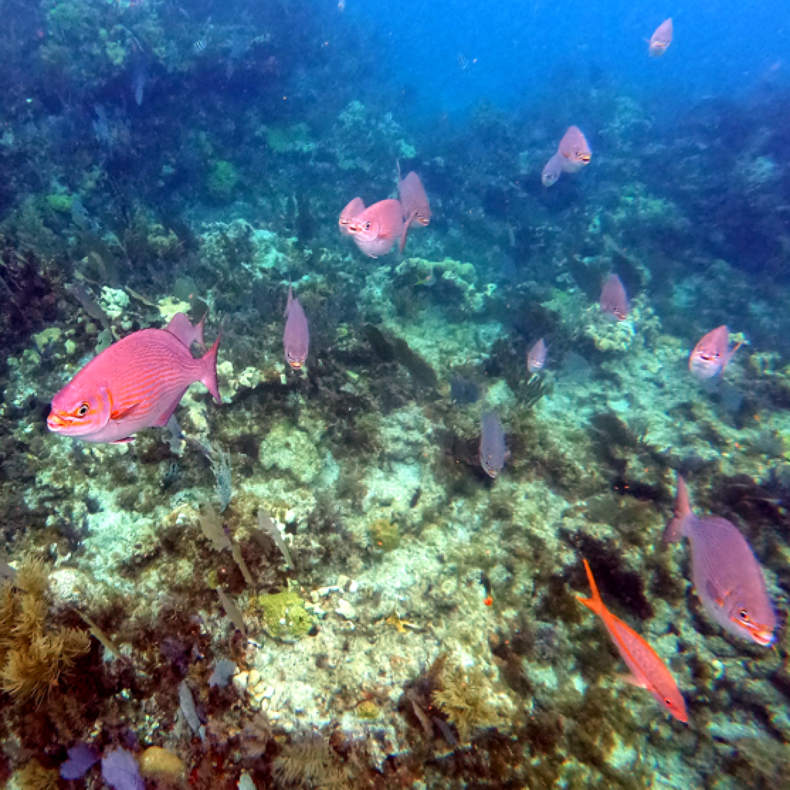 Diver Tales